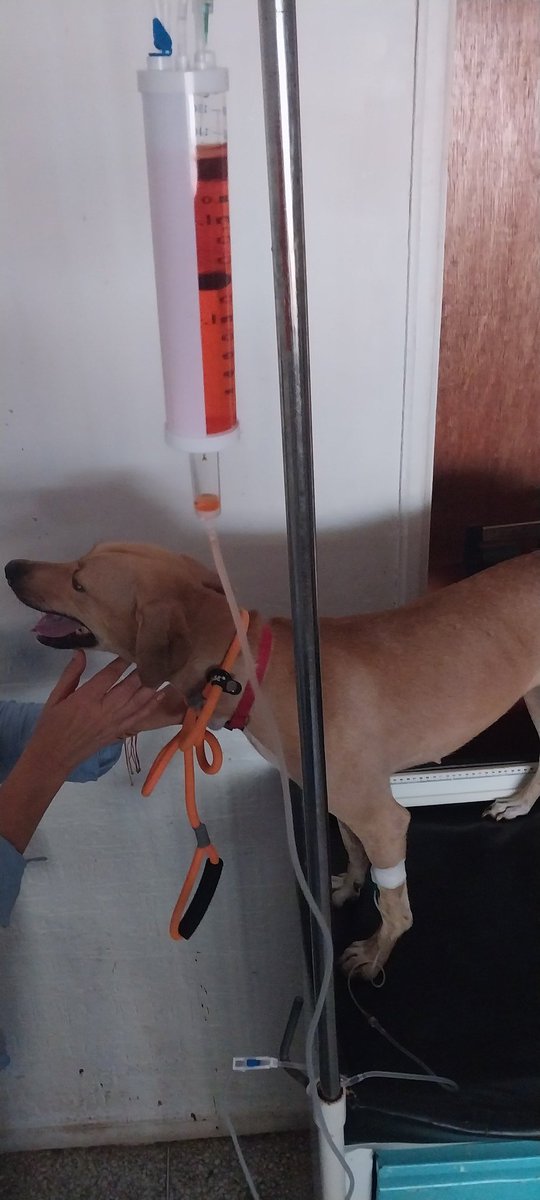 MargaritaPets's tweet image. La hermosa Manchita  comenzó el nuevo protocolo de quimioterapia con Doxorubicina. Gracias a una madrina especial, quien le donó el medicamento. Con toda la Fe para que logre recuperarse del tumor de sticker #gratitud #tvt