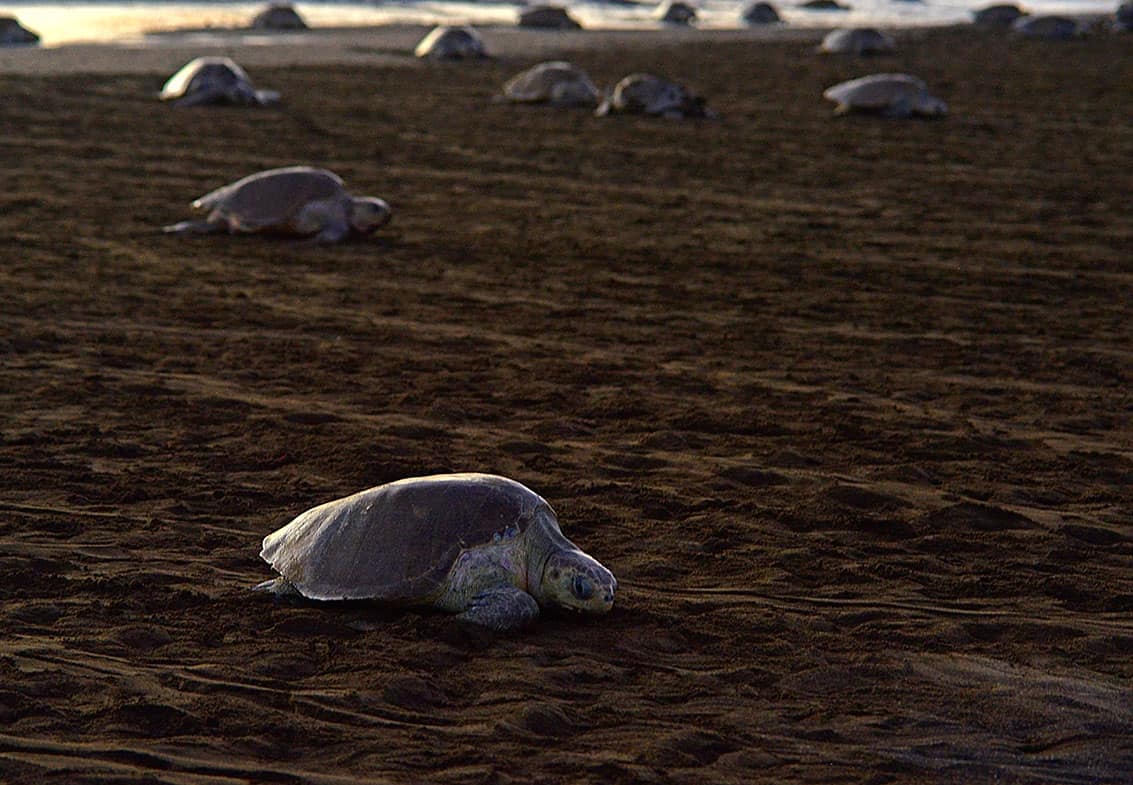 ecotourstravel_'s tweet image. Last month saw one of the largest "arribadas" or mass nesting event of Olive Ridley Sea Turtles - who visit our shores along the Ostional coastline every year to lay their eggs 🐢🥚

#arribada #seaturtles #nestingturtles #oliveridley #ostional #guanacaste