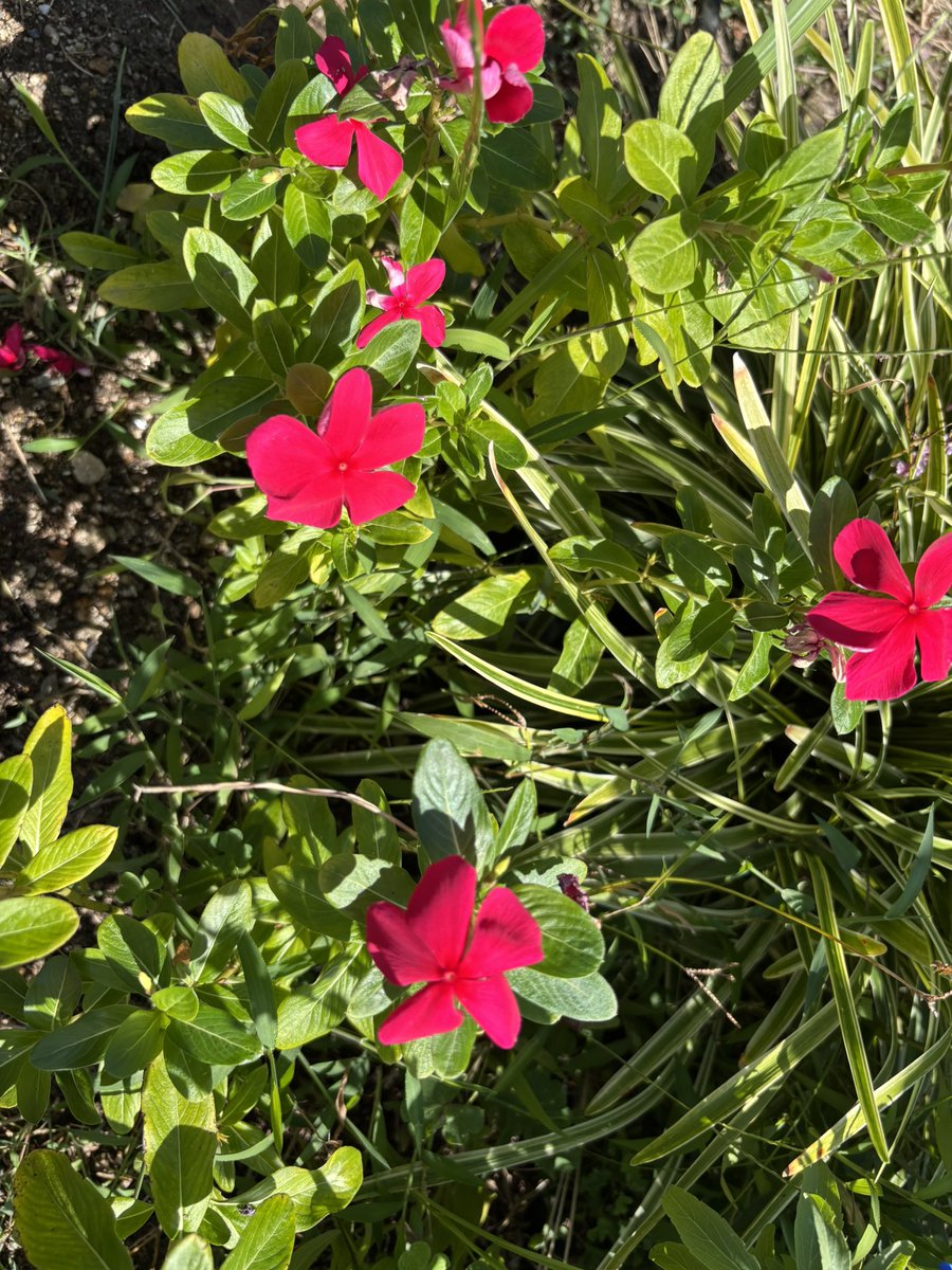 時間は無限じゃないから
大切な時間を
あなたの幸せのために

あなたの幸せは
#あの子たち　の幸せ

ずっとここで見守っています

#心はそばにいるよ