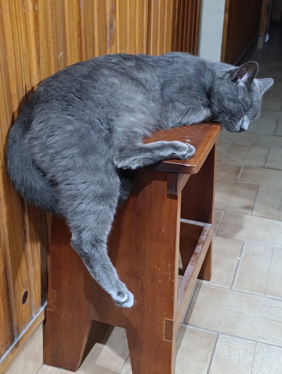 ❅ hae quokka VIO A SKZ tweet media