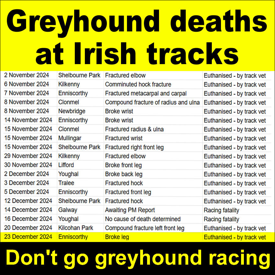banbloodsports's tweet image. On this day last year, a greyhound was killed by a vet at #Enniscorthy track after suffering a broken leg in a race banbloodsports.wordpress.com/2025/02/18/rac… #YouBetTheyDie Don't go greyhound racing #BanGreyhoundRacing
