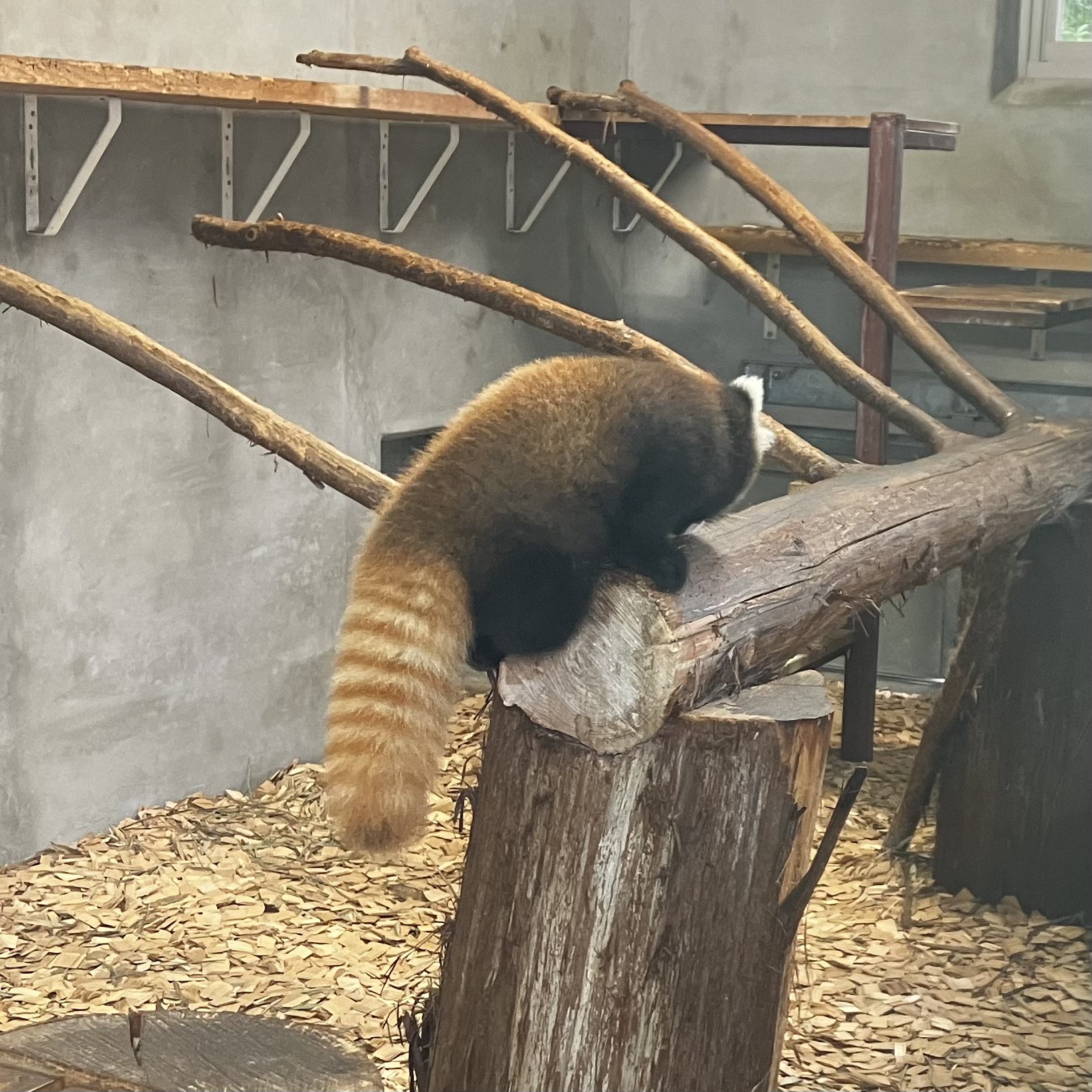 【専用】-現品限り-フクモモSpecial♥️ベッドの強度確認ページ Amazon.co.jp: PETSELECT （ペットセレクト） ペットゲート おく