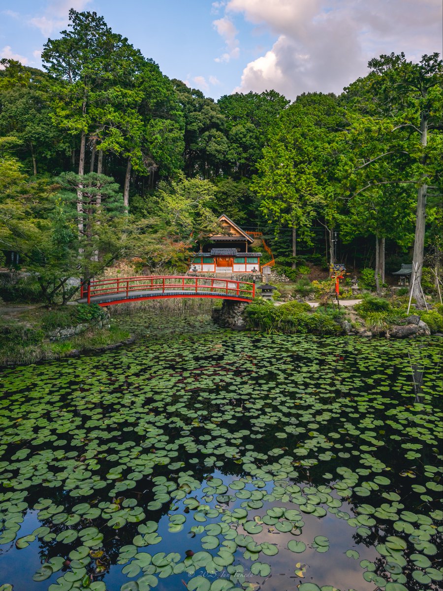 man_tac's tweet image. &amp;lt;京都大原野神社の藤袴&amp;gt;
2025.10.1撮影

#TLを花でいっぱいにしよう 
Leica SL2-S x SIGMA 16-28mm F2.8 DG DN | Contemporary