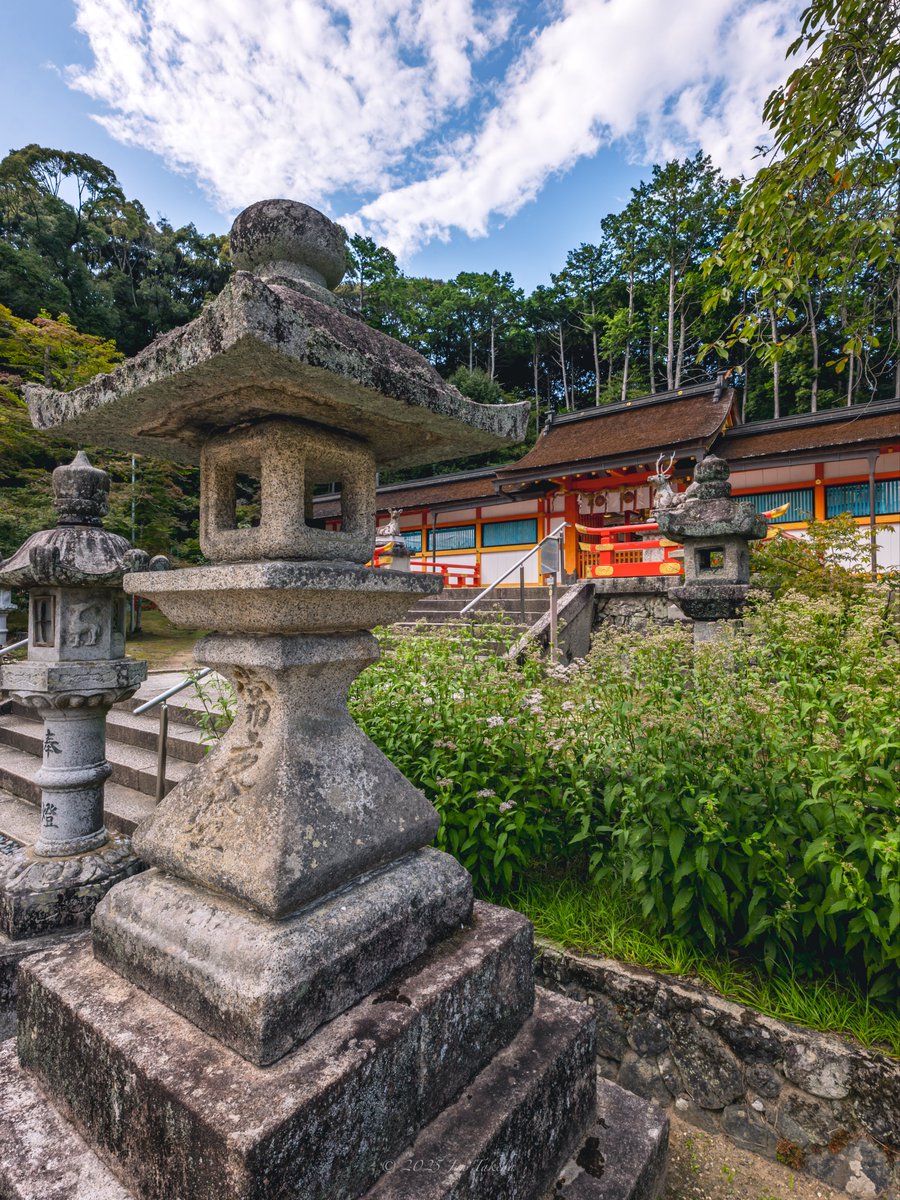 man_tac's tweet image. &amp;lt;京都大原野神社の藤袴&amp;gt;
2025.10.1撮影

#TLを花でいっぱいにしよう 
Leica SL2-S x SIGMA 16-28mm F2.8 DG DN | Contemporary