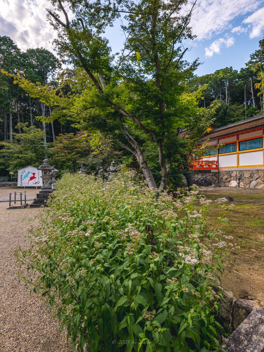 man_tac's tweet image. &amp;lt;京都大原野神社の藤袴&amp;gt;
2025.10.1撮影

#TLを花でいっぱいにしよう 
Leica SL2-S x SIGMA 16-28mm F2.8 DG DN | Contemporary