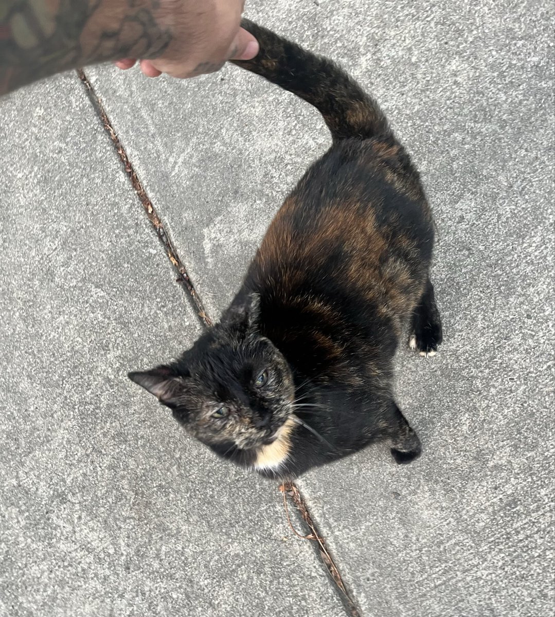 Go on walks, make friends with street cats, this is the way