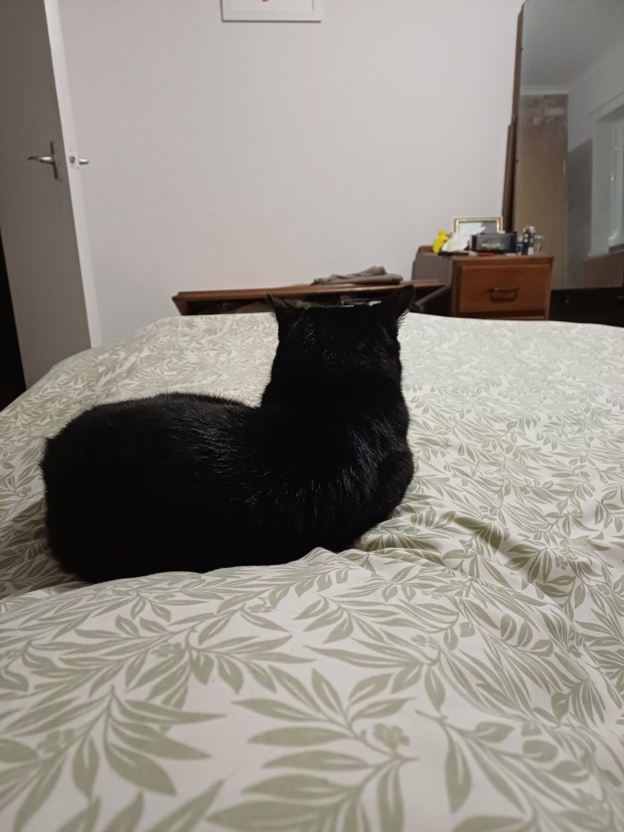 Raps_77's tweet image. Shadow such a elegant panther💣🖤💣🖤🐈‍⬛️
