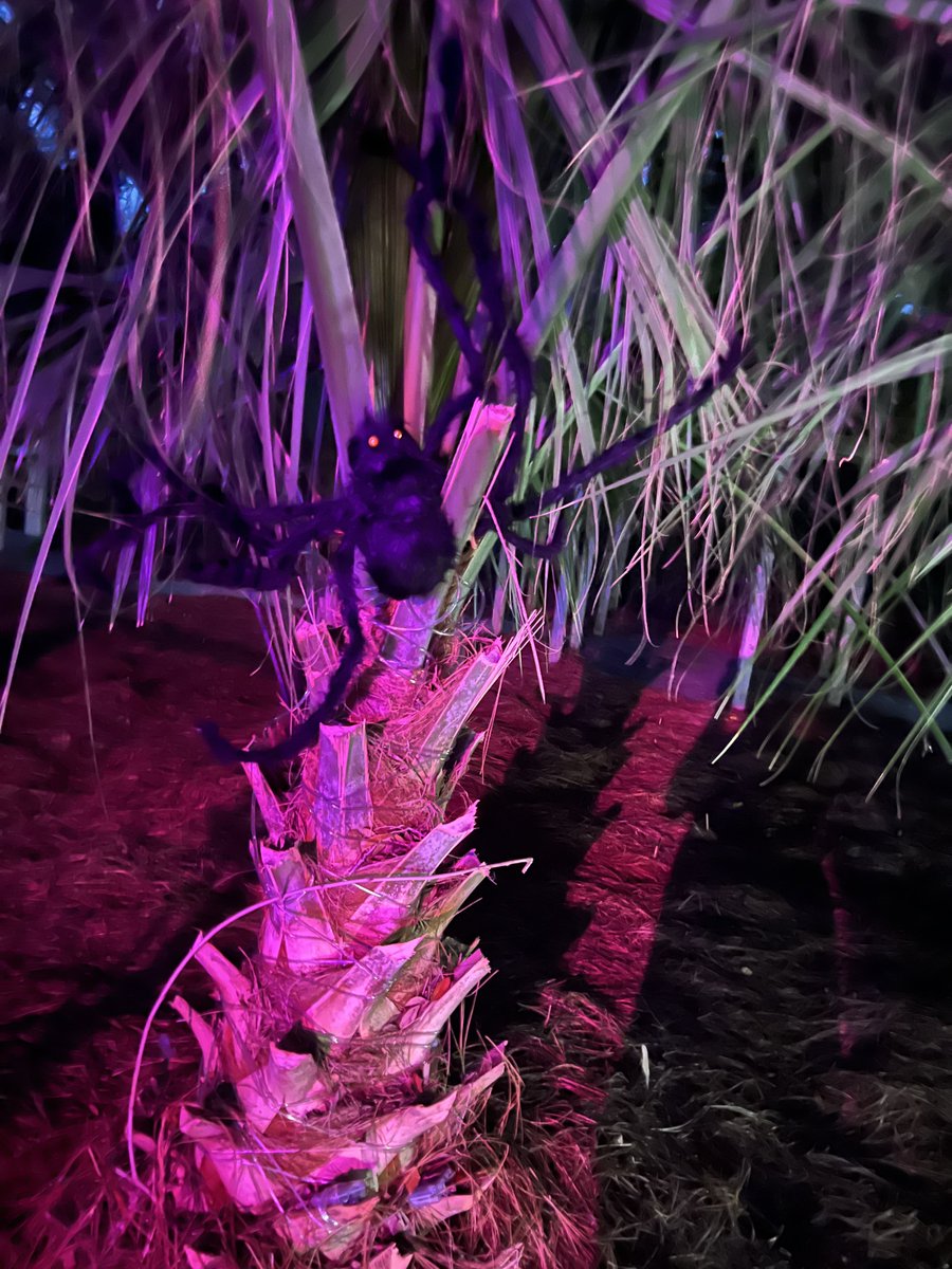 CgussmanG81967's tweet image. Man, I came home from dinner and found that big ass spider in my tree ha ha ha ha ha happy Halloween ha ha!!
