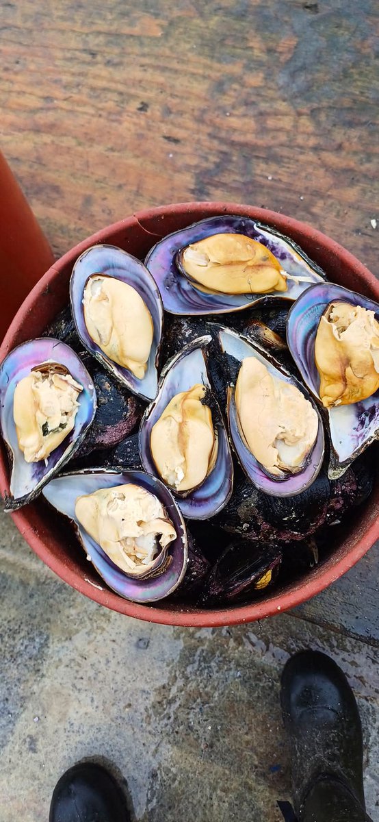 Chiloé Transparente tweet media