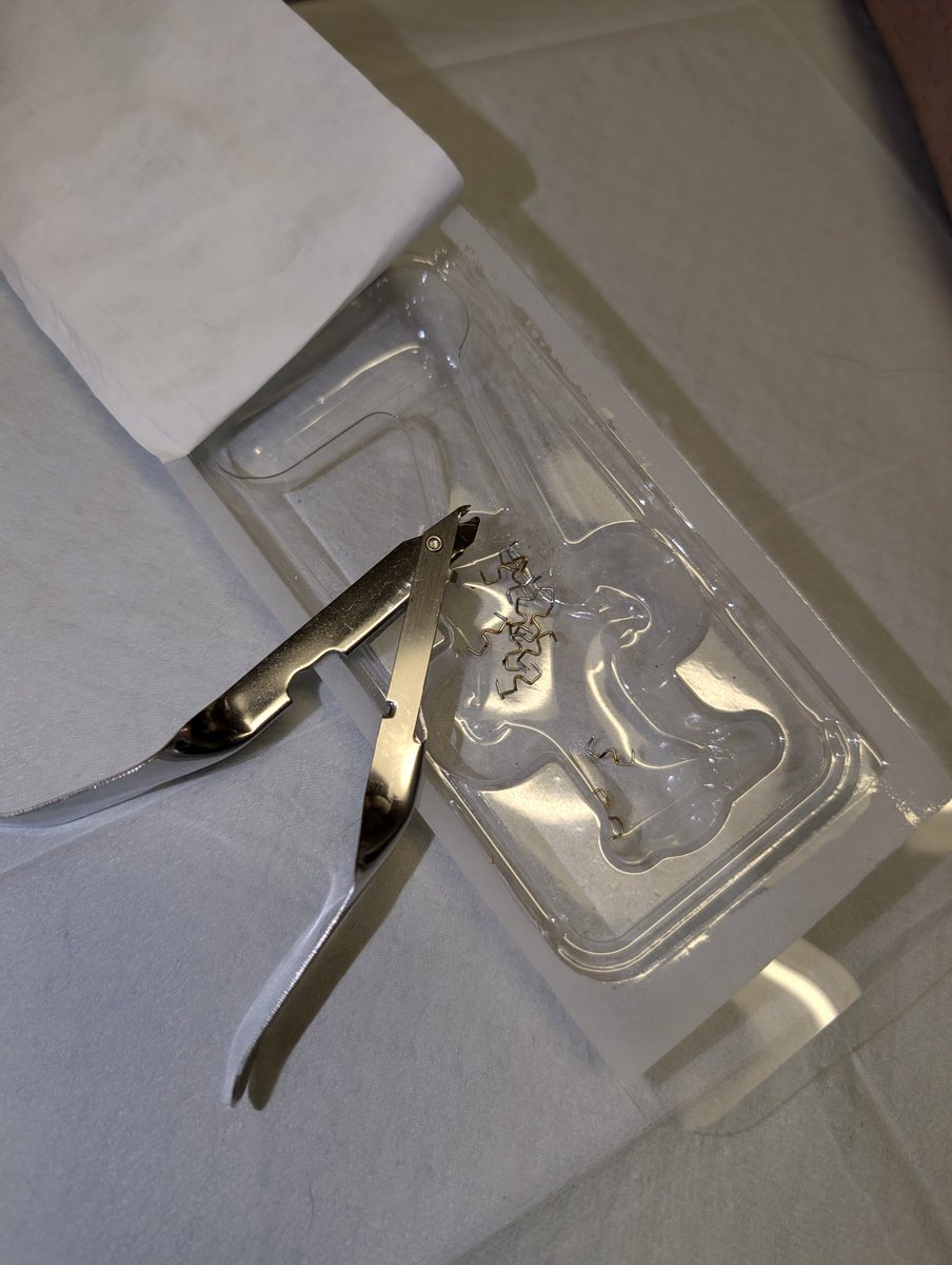 Fallen Flower Kikyo キキョウ tweet media