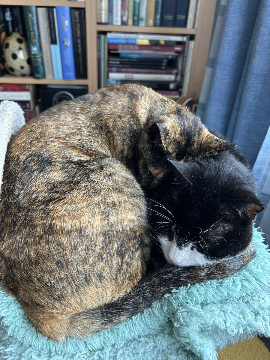 Goodnight everyone! 😺. 
If you would like to help support us, please go to buymeacoffee.com/davidsupero and leave a little tip. Thanks 😺😽.