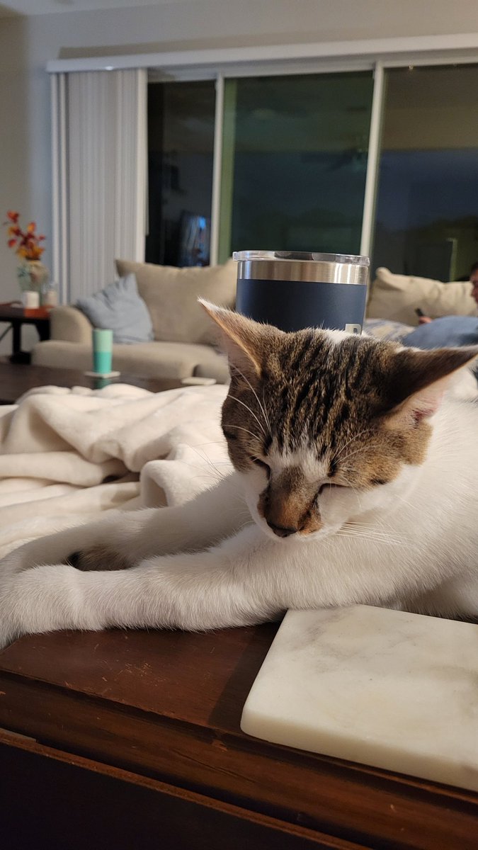 Can't I just sleep ON the side table next to you? Mom says no, but you'll let me, right? 

#tiger 😀