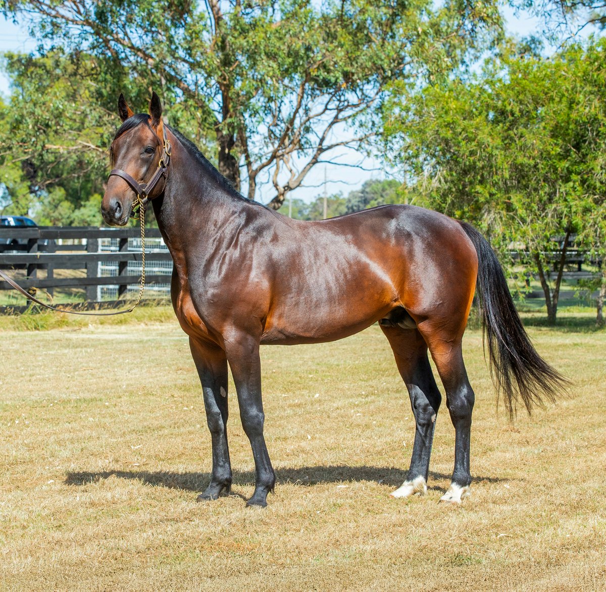 From the Hambletonian to the breeding barn, Tactical Approach brings the kind of strength and class breeders can bank on 💸

#atraditionofexcellence