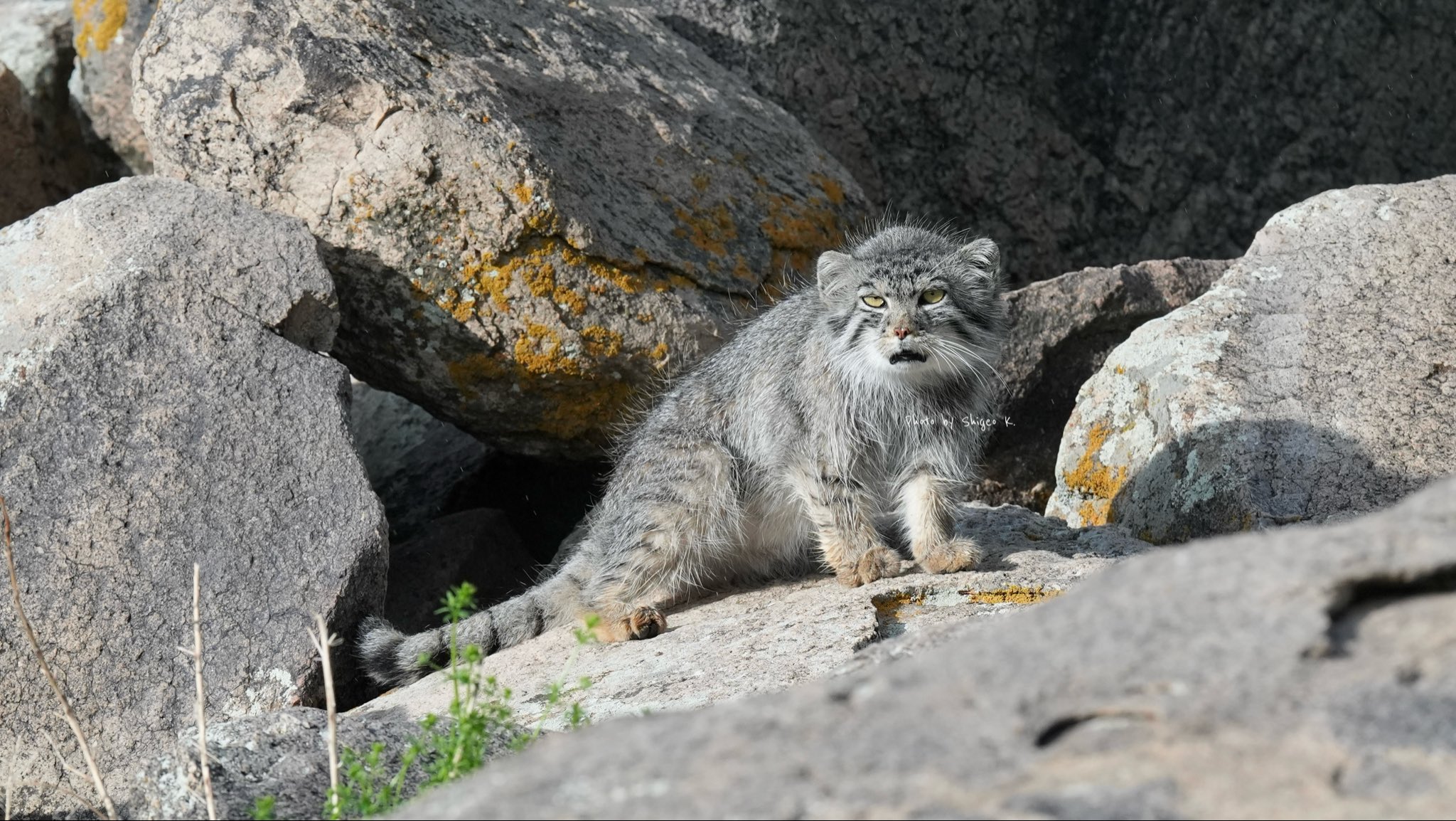 貴重　希少　三匹の猫　マリアンヌ・スタルク 貴重 希少 三匹の猫 マリアンヌ・スタルク - メルカリ