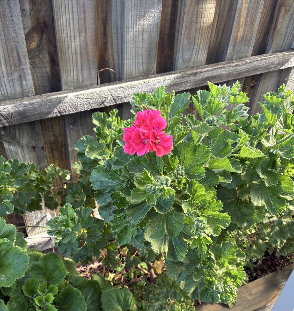 mona1961talks's tweet image. #summerblooms
#geraniums
From a small bunch to a lot of bunches…