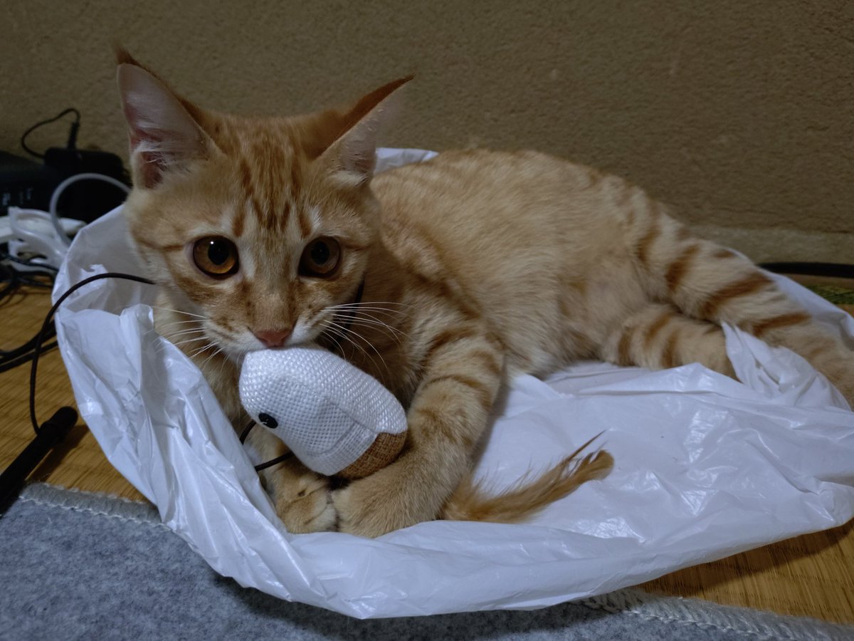 踏ん張り方を見習い中(茶トラ) 踏ん張り方を見習い中(茶トラ) 踏ん張り方を見習い中(茶トラ