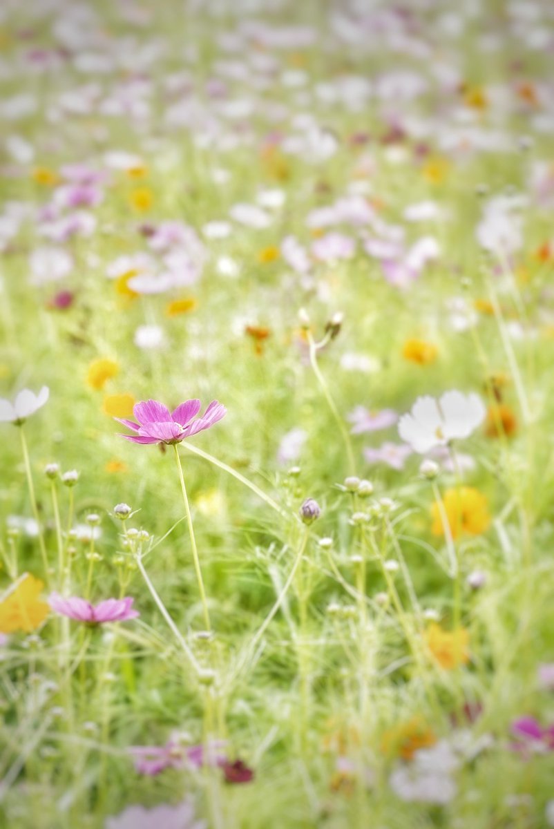 _ASUKA_2020's tweet image. やさしい風が吹くコスモス畑…
5年前にここで、子どもたちの写真を撮ったの。また同じ様に写真を撮れたらいいな
