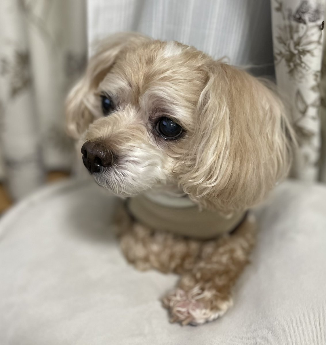 今日はワン氏の誕生日🎂✨
天国で楽しく暮らしてるかな〜🐶