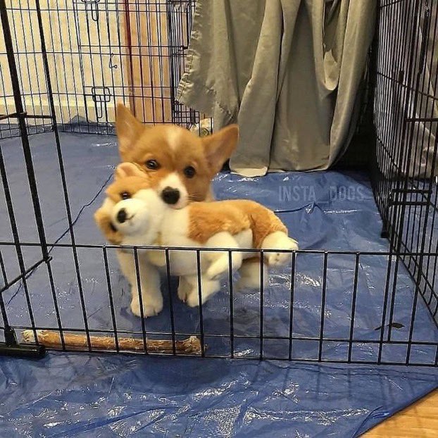 puppies video (@puppies_video) on Twitter photo 