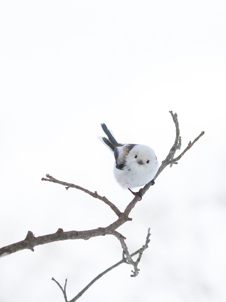 ぼく、シマエナガ。 on X