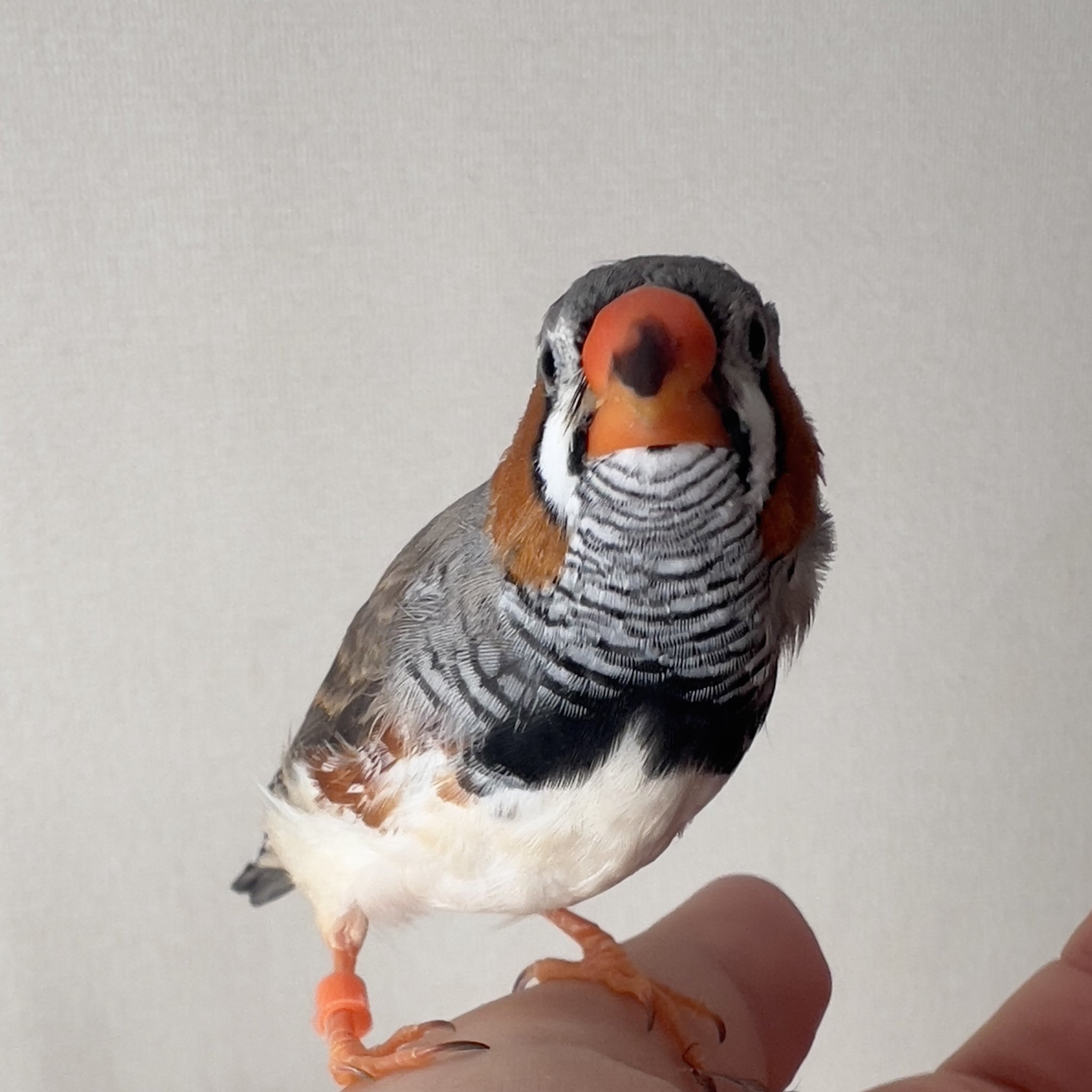 がま口ショップ ハミングバード (@hummingbird0422) / X