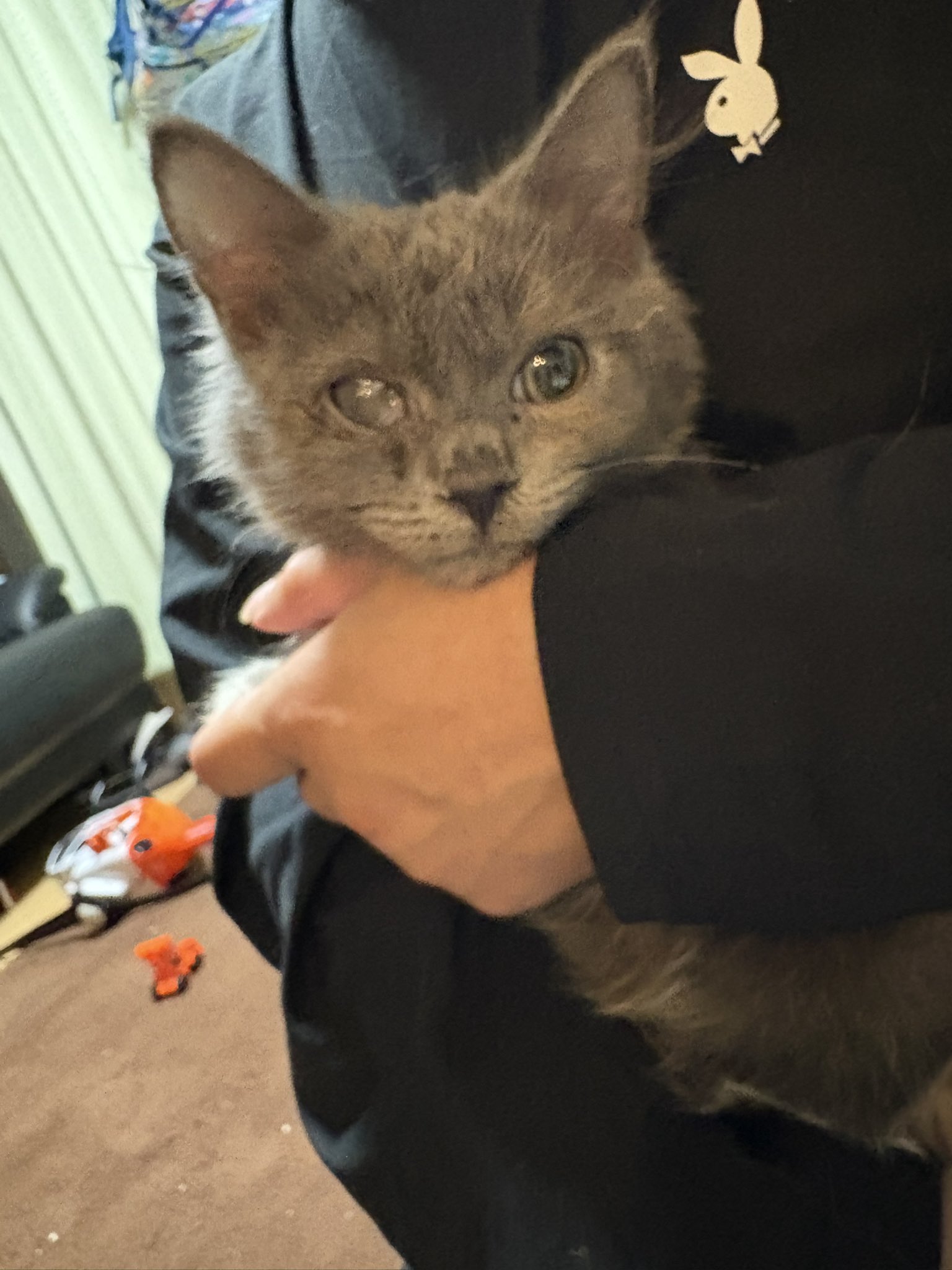 にゃん太郎 (@nyannyan__taro) / X