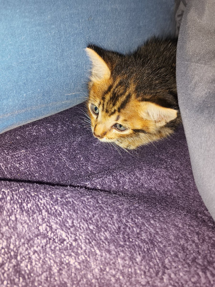 voca025's tweet photo. My little cat https://t.co/zqJgnAV2vV