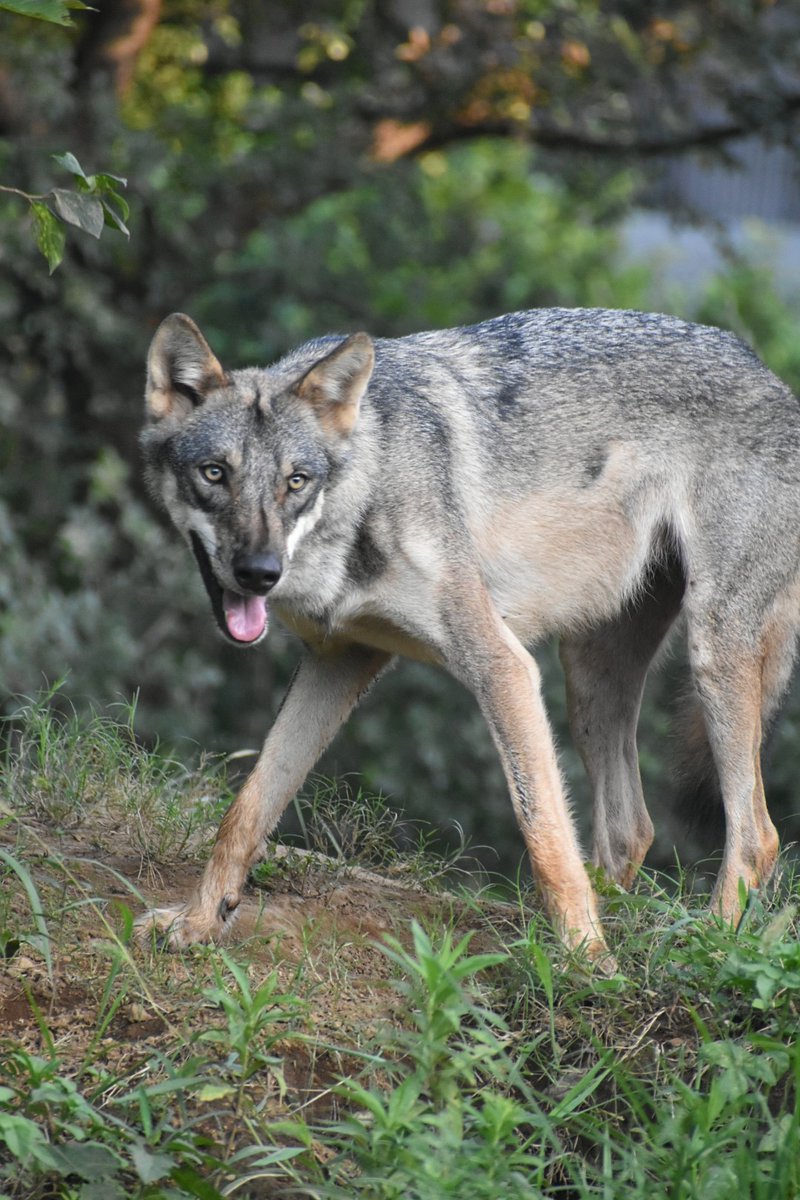 【甘党スナフキン】 スナフキン Page 5 - MOOMIN SHOP