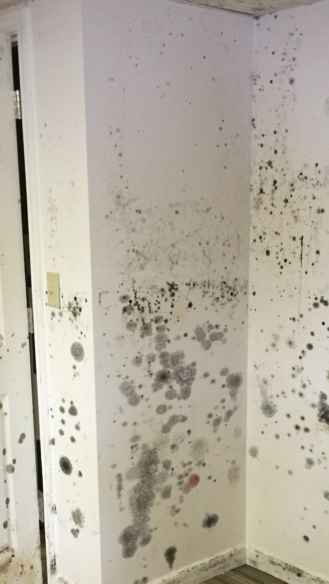 SMWesterly's tweet image. Mold Prevention Tip.....Monitor your home&apos;s humidity levels! Use a hygrometer or humidity monitor to keep humidity levels between 40% - 60%. Higher humidity &amp;amp; moisture could create the perfect environment for mold growth.  #mold #humidity #prevention