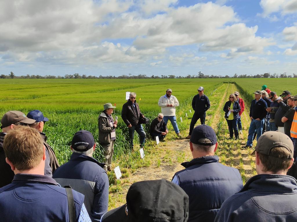 Crownrot research is a major threat to durum production in the field trials at Hart Roseworthy Kaniva using @syngenta #victrato 🙏 <a href="/SAGrainTrust/">SAGIT</a>
