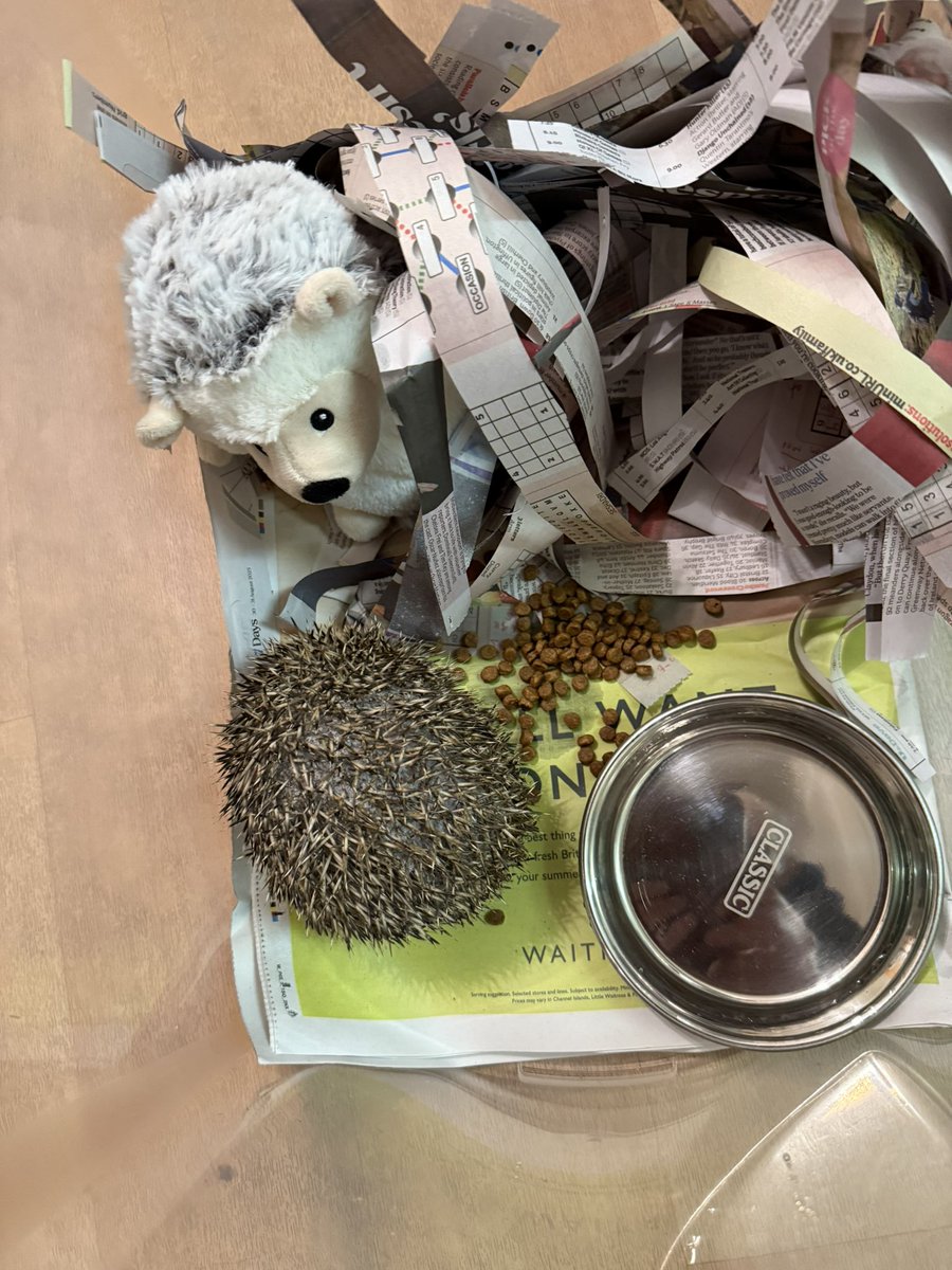 Alan m frost 🇺🇦 🇵🇸 (@alanmfrost1) on Twitter photo Things we do to help our local Hedgehogs 🦔. Cutting up small strips of newspaper. Cuddly toy.
And first thing tomorrow down to the hedgehog centre for check up and treatment. Have cameras in feeding stations is a life saver. Things we do to help our local Hedgehogs 🦔. Cutting up small strips of newspaper. Cuddly toy.
And first thing tomorrow down to the hedgehog centre for check up and treatment. Have cameras in feeding stations is a life saver.