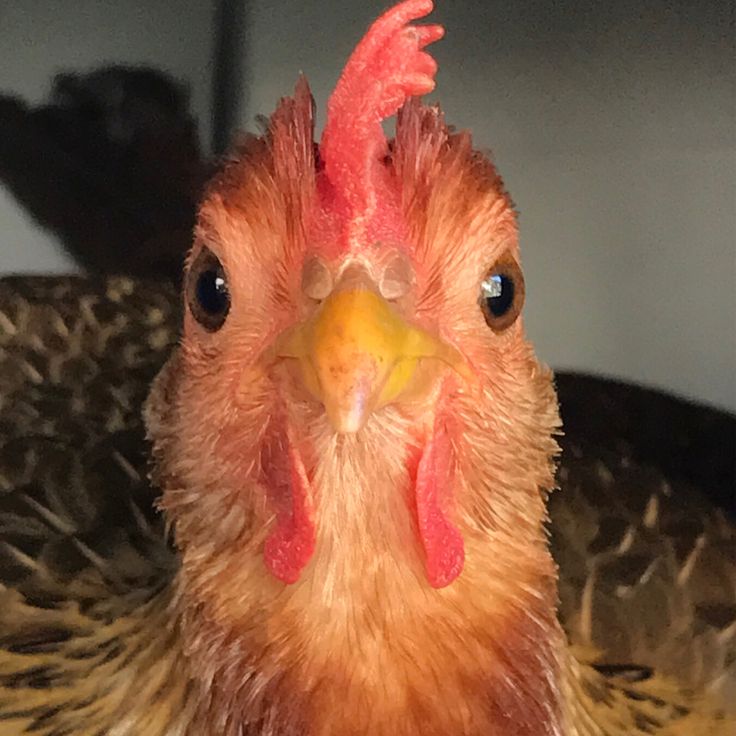 mave.sats | ETHGas ⛽ tweet media