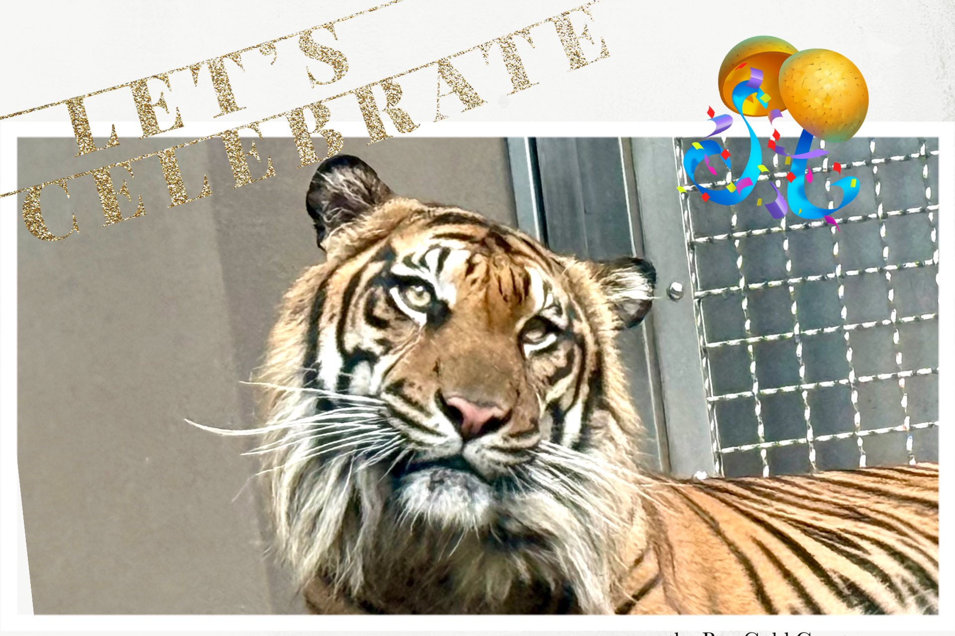 竜虎 asami(あーちゃん) on X: 