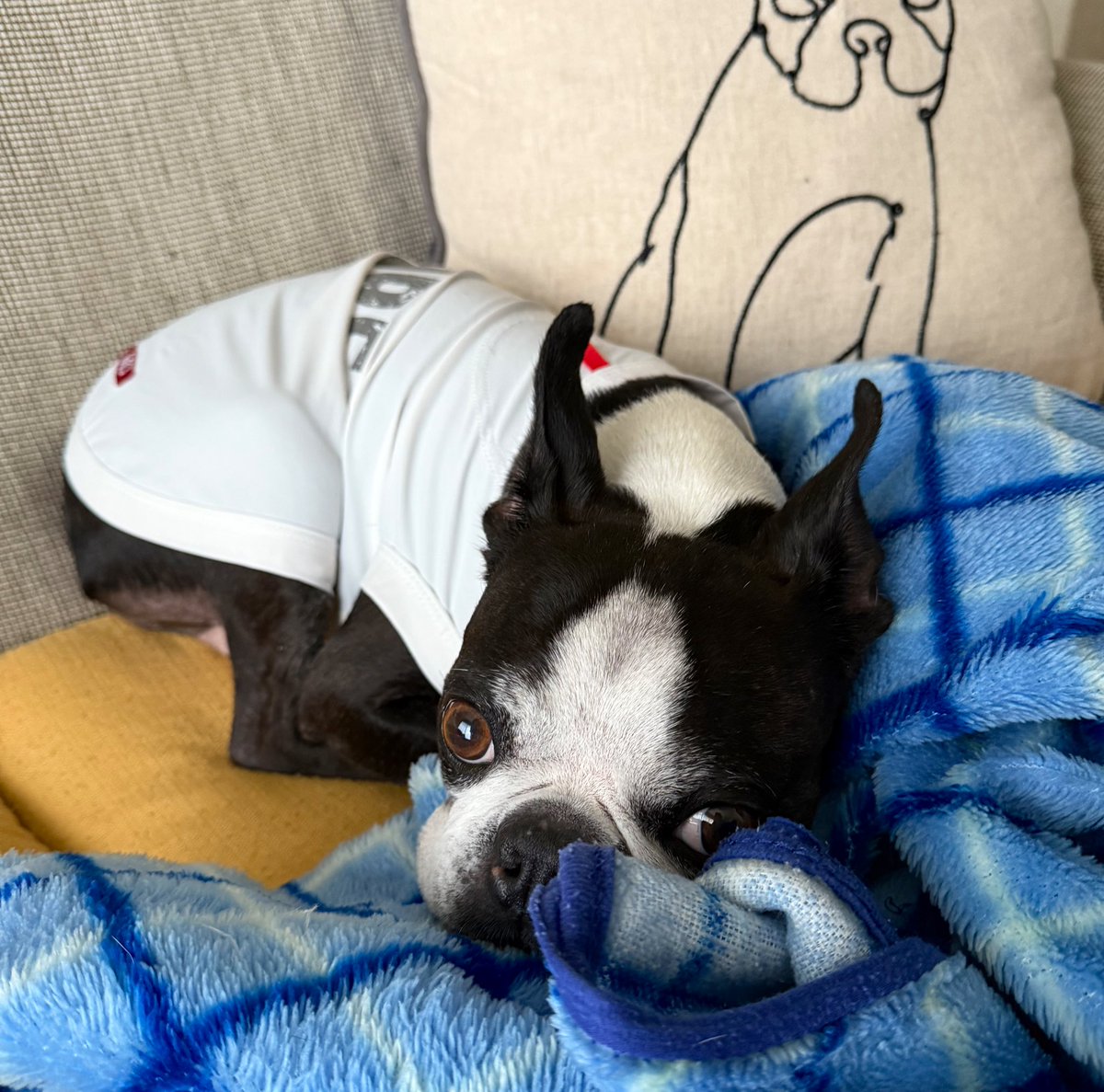 おはよー☁️

#ボストンテリア

一遊びしたから3度寝にはいるよ💤