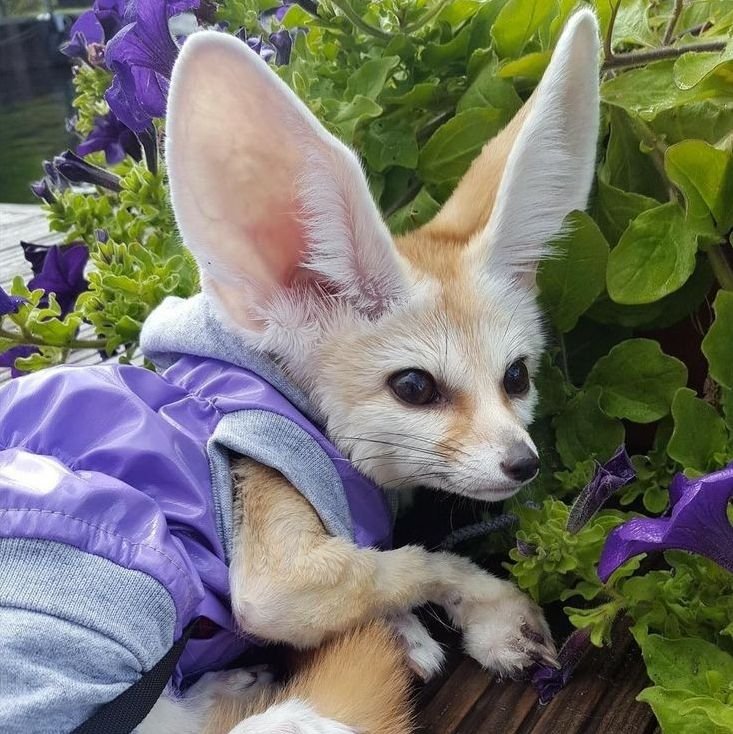 Alanna Gill (@ares18325) on Twitter photo 