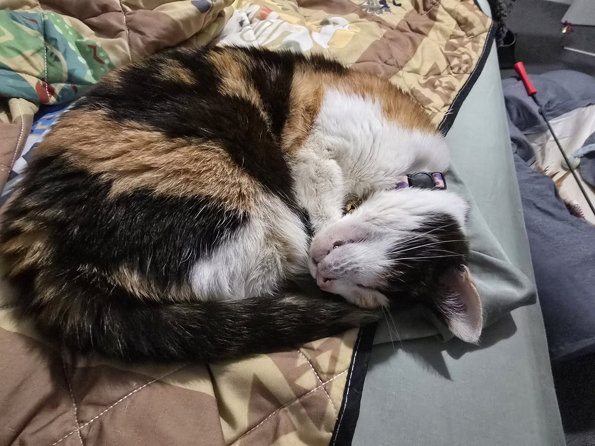 DM_Welshie's tweet photo. This is the life

No stress
No bills

Just naps 

#kitty #CatsOfTwitter #Caturday https://t.co/TXT1Xvg5r6