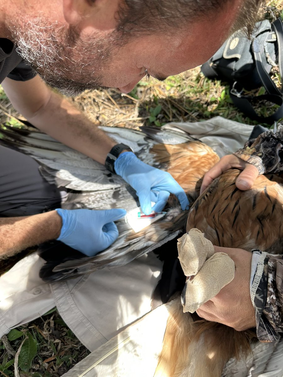 🦅✨ Cerramos la campaña de campo en la Selva de las Yungas (Jujuy, Argentina) con la captura y marcaje con emisor GPS/GSM de otra hembra adulta de águila poma (Spizaetus isidori) 📡🌎