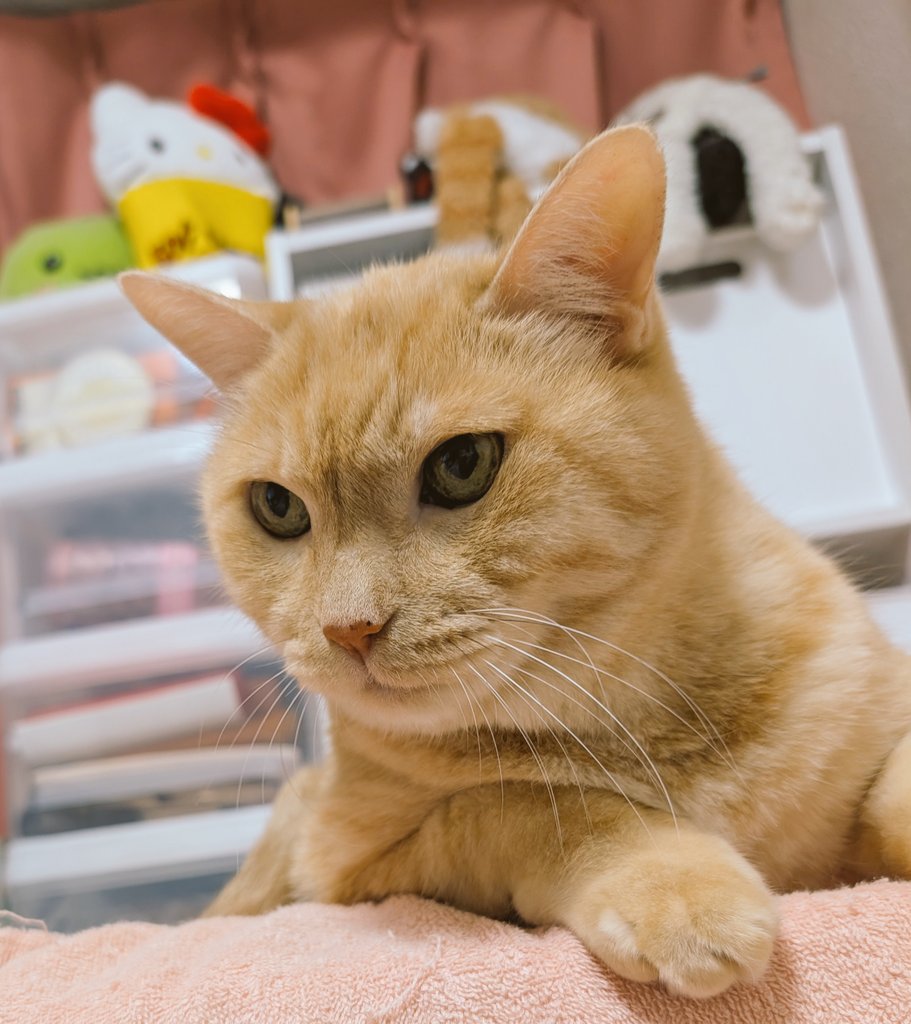 ゆり𑁍🐼𑁍🐯通販中 (@muimui_yuri) / X