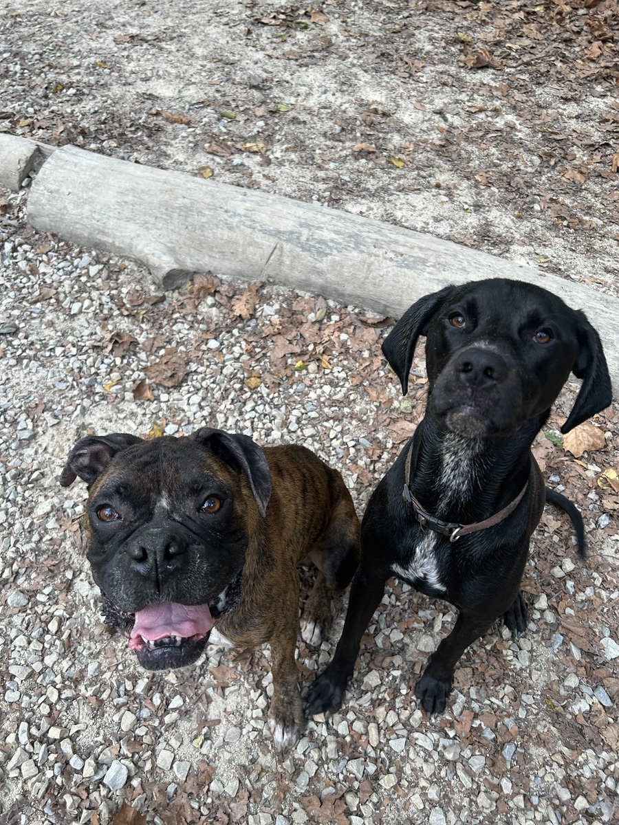 adopt_boxer's tweet photo. Carmen out of ⁦@ACCTPhilly⁩ one week check in. He’s a happy, lucky boy! He is fostered in #philly with a female dog . He is doing great as you can see by his smile. Crate trained &amp; housebroken. Carmen is the best boy. He loves walks and is city ready. #adoptables #boxerdogs https://t.co/adbHdBLCfd