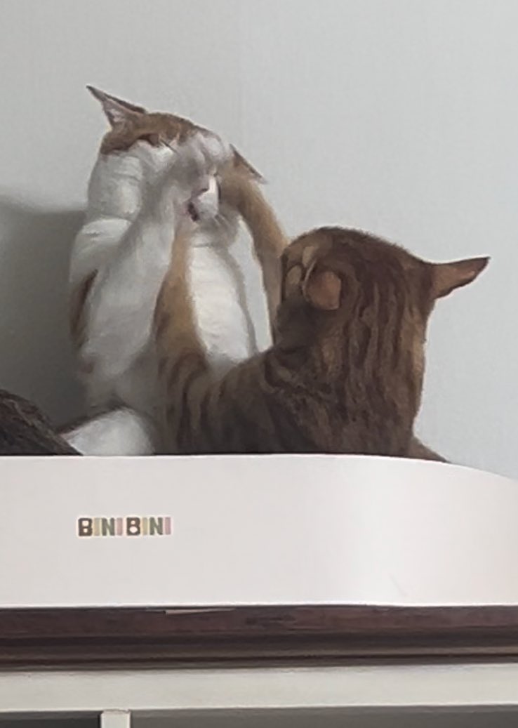 꼬우면 맞짱 뜨던가;                             어라라…?