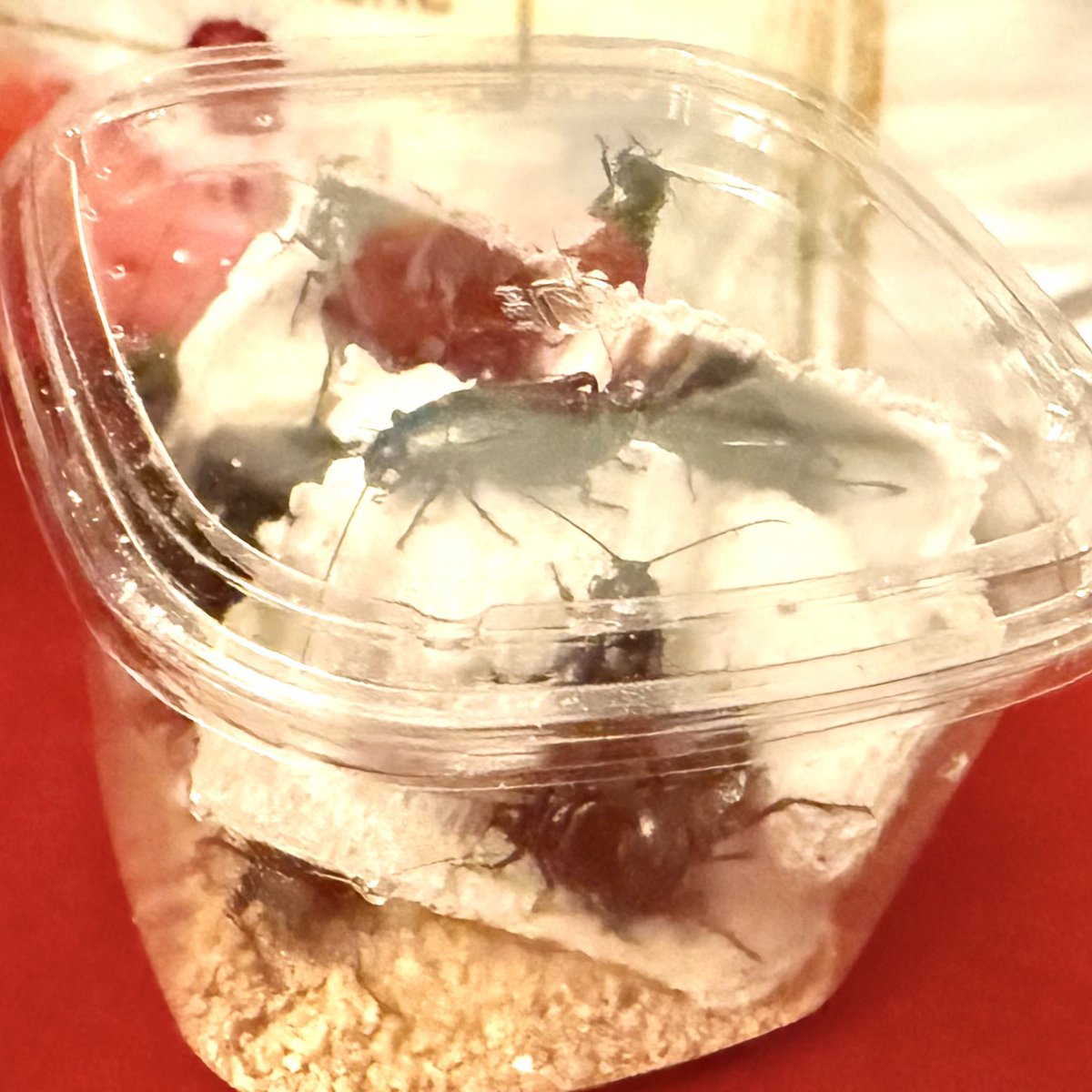 Rose_LD@ ⋆*❁*⋆ฺ。*🥀 tweet media