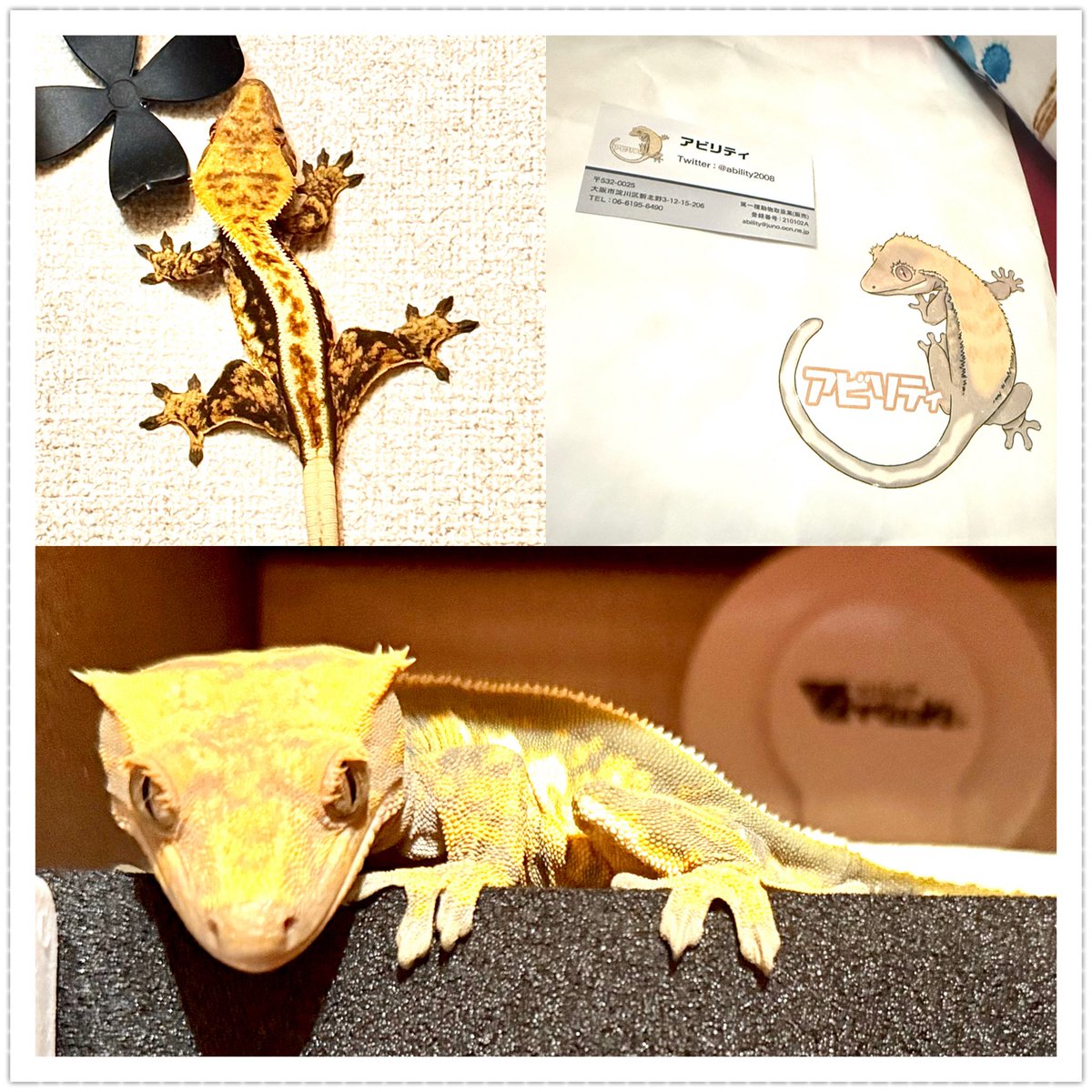 Rose_LD@ ⋆*❁*⋆ฺ。*🥀 tweet media