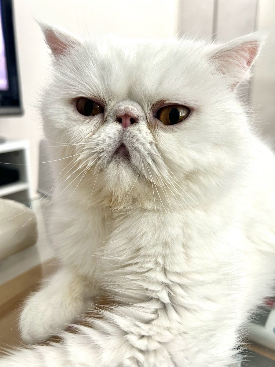 kotekage2011's tweet image. 人間だったら30歳くらい（しっくり）