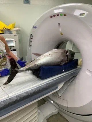 Mike Truk 𓅻 (@wpghotdog) on Twitter photo 