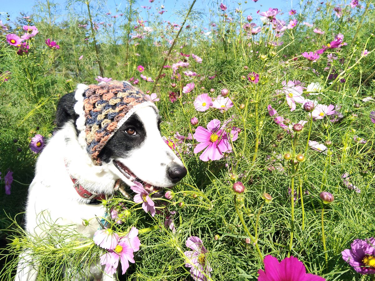 🌸メリー畑のとなりのコスモス畑が見頃を迎えました！

朝いちばんに、サムくんもひと足お先にパシャリ📸
秋の風にゆれるコスモス、とってもきれいです🍁

#ローザンベリー 
#コスモス 
#牧羊犬 
#ボーダーコリー