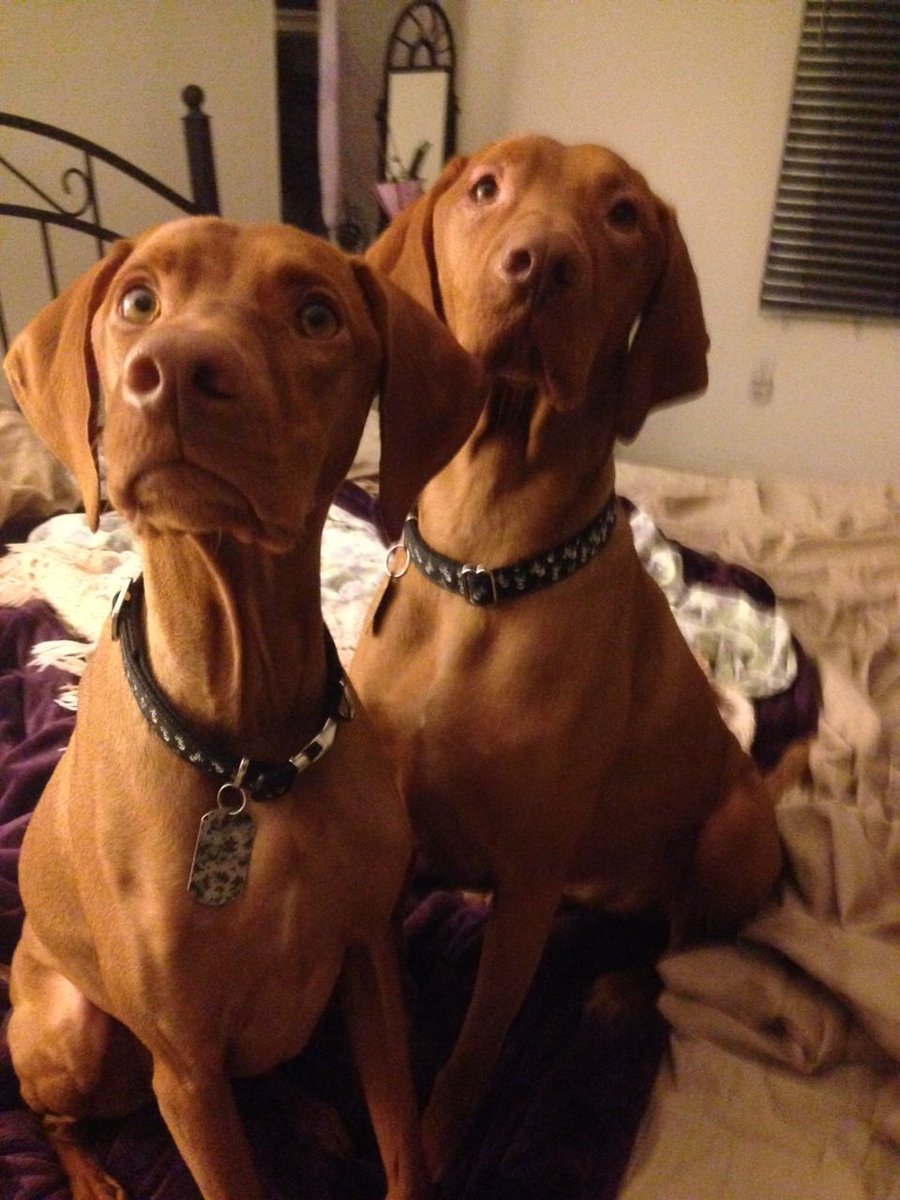 Teri Peters tweet media