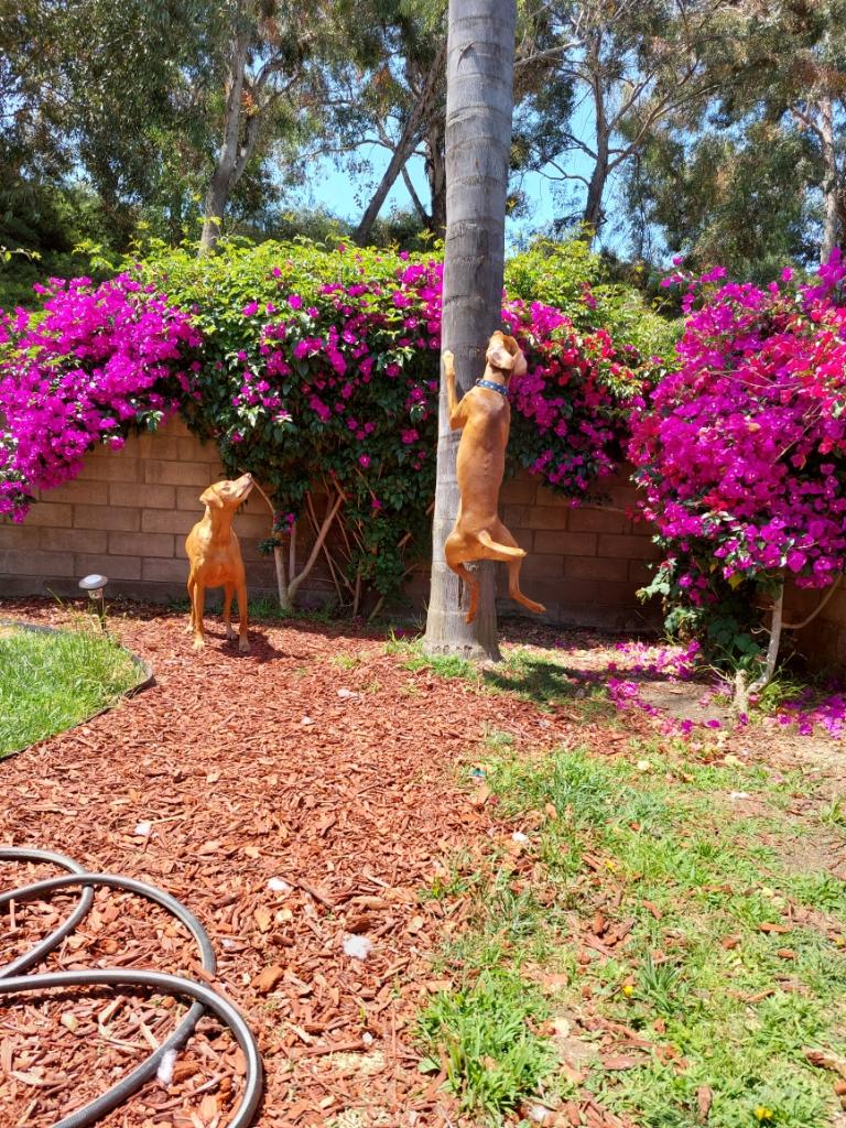 Teri Peters tweet media