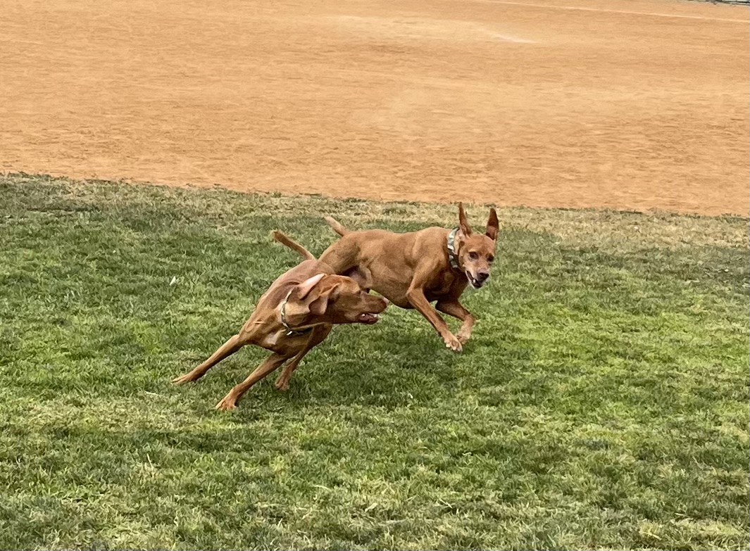 Teri Peters tweet media