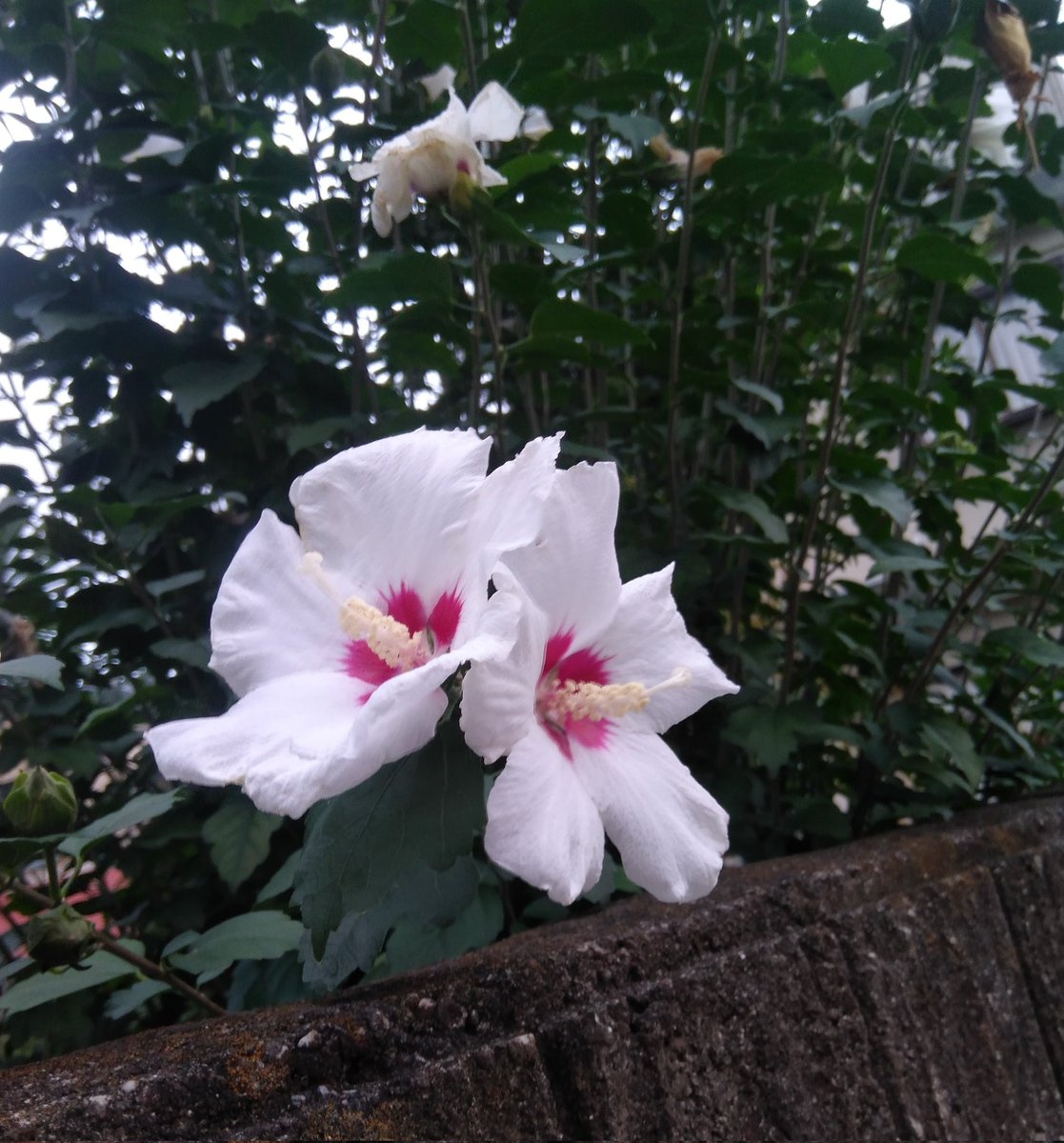 5EvHIqhDK6h3c2B's tweet photo. すっきり晴れた青空
お花も映えますね☺️
中居くん好きなものたくさん食べられてますか。
逢いたい想いはつのります
#中居くん大好き💕
#000f https://t.co/AFbOSB9obQ