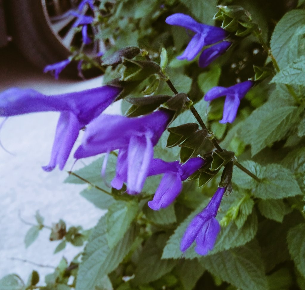 5EvHIqhDK6h3c2B's tweet photo. すっきり晴れた青空
お花も映えますね☺️
中居くん好きなものたくさん食べられてますか。
逢いたい想いはつのります
#中居くん大好き💕
#000f https://t.co/AFbOSB9obQ